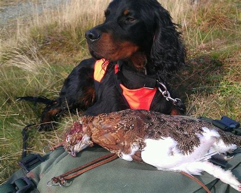 Know Gordon Setter Puppies for Sale: Gordon Setter Hunting Photo ~ petsrank.com Dogs Inspiration ...