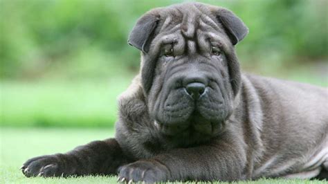 Why Are Shar Peis So Wrinkly