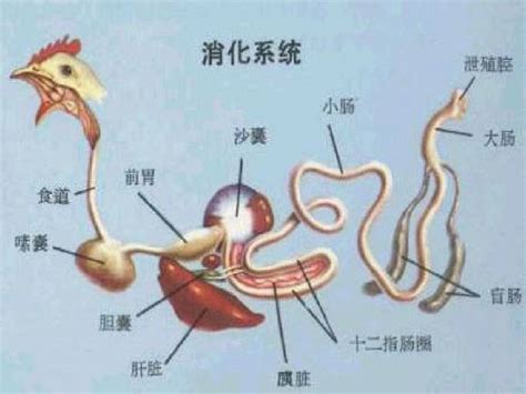 鸡的解剖图及各器官常见病图解分析_病变