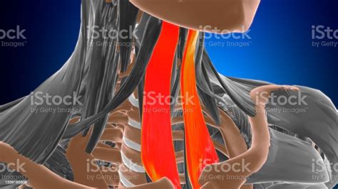 Sternohyoid Muscle Anatomy For Medical Concept 3d Stock Photo ...