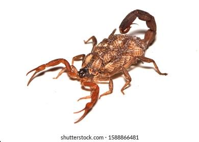 592 Indian Red Scorpion Images, Stock Photos & Vectors | Shutterstock