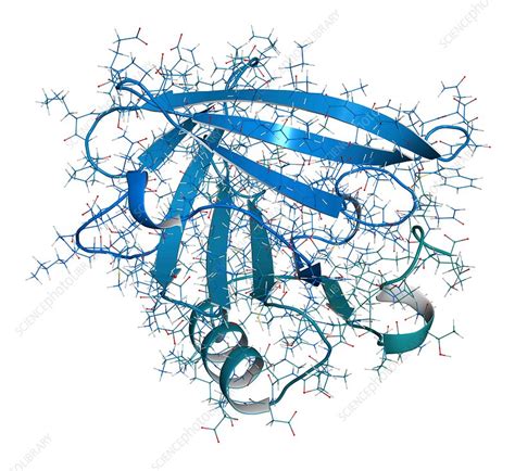 Beta-lactoglobulin protein molecule, illustration - Stock Image - F019 ...