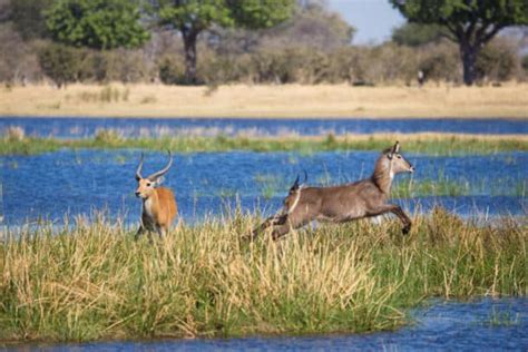 African Waterbuck - Fun and Interesting Antelope Facts