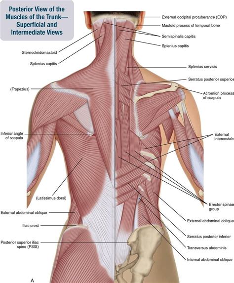 Trapezius Anatomy Diagram - koibana.info | Body anatomy, Body muscle ...