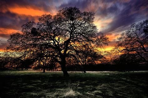 Oak Tree Sunset | Sunset, Oak tree, Painting