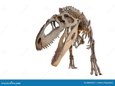 Giganotosaurus Skull