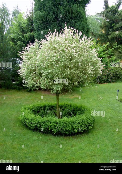 Dappled Willow, Variegated Willow Salix integra Hakuro Nishiki Stock Photo: 7631268 - Alamy