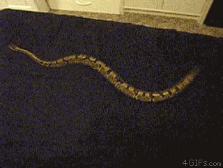 Snakes GIF - Find & Share on GIPHY