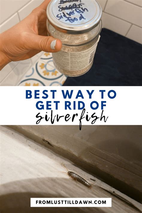 #1 Way of Controlling Silverfish: Proven Method I Use [Best Treatment ...