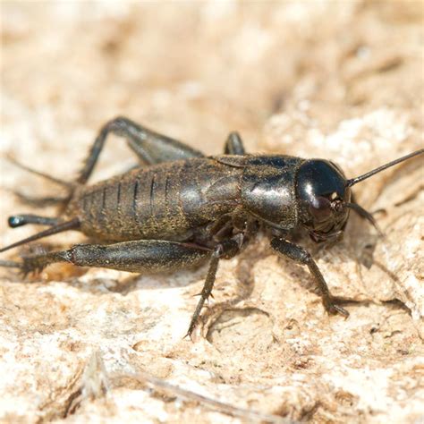 How to Get Rid of Crickets | Family Handyman