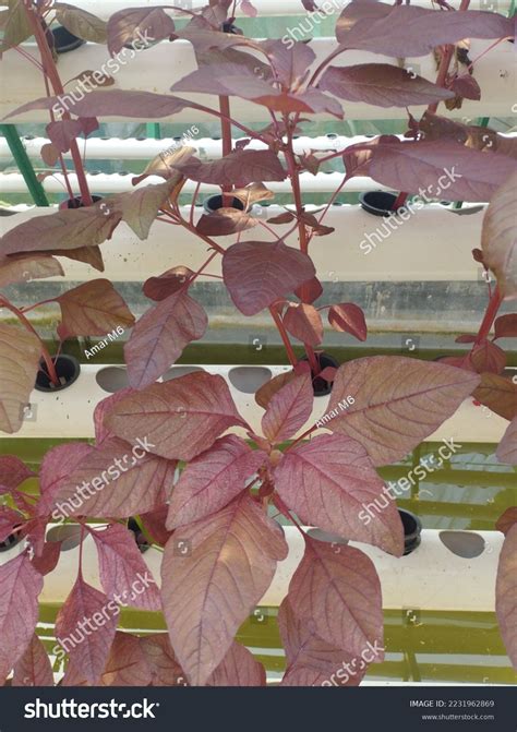 Amaranthus Tricolor Known Edible Amaranth Species Stock Photo ...