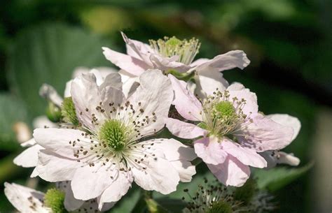 Bramble (rubus Fruticosus) In Flower Photograph by Brian Gadsby/science Photo Library - Fine Art ...