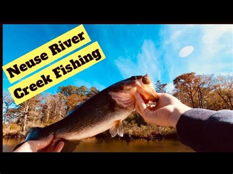 Bass Fishing Neuse River Creeks! - YouTube