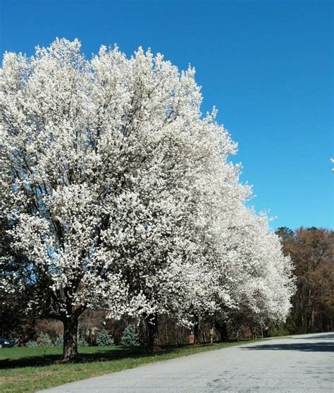 Ornamental Pear tree My Happy Place, Happy Places, Ornamental Pear Tree, Pear Trees, Summer ...