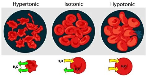 Cytolysis - Definition, Types and Function | Biology Dictionary