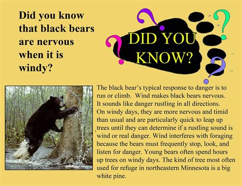 From The Bear Facts & Fun Group!... - Lily the Black Bear