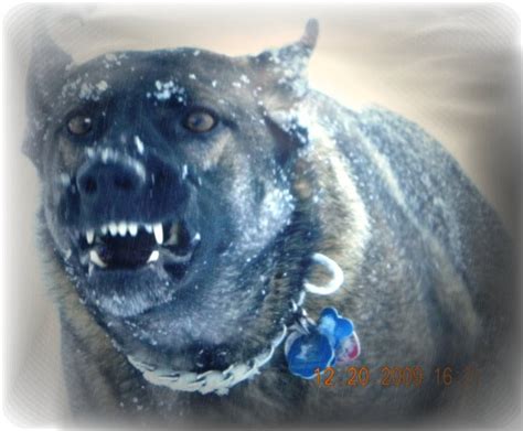 Possessed Dogs - Page 3 - German Shepherd Dog Forums