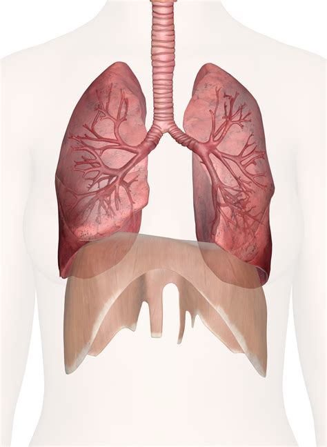 3D Bioprinted Lungs To Be Available For Global Transplants | Matzav.com