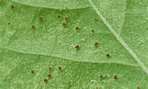 What Do Spider Mites Look Like on Plants? – Backyard Garden Geek