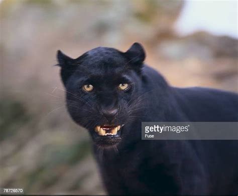 136 Angry Black Panther Stock Photos, High-Res Pictures, and Images ...