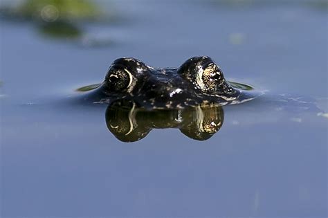 Tiny California college is haven for love-struck toads - Los Angeles Times