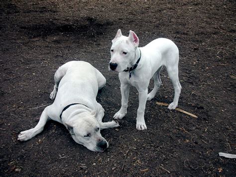 Dogo Argentino Bite