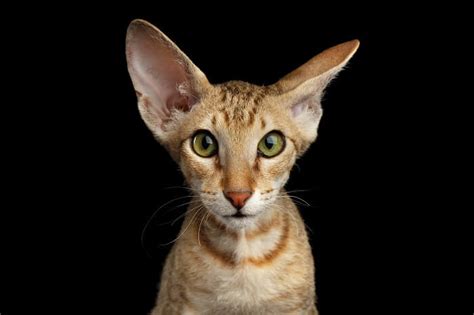 Peterbald Cat Breed: Size, Appearance & Personality