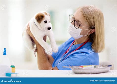 Vet Examining Dog. Puppy at Veterinarian Doctor Stock Image - Image of health, domestic: 187698727