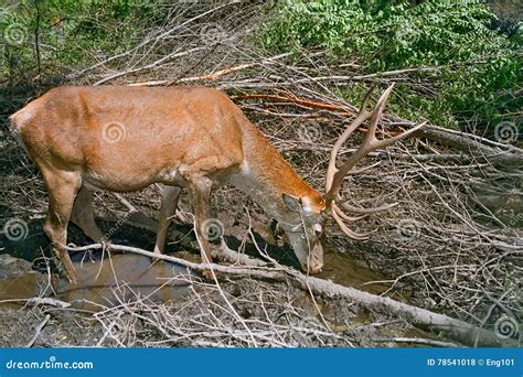 Red Deer Drinking Water Forest Stock Images - Download 35 Royalty Free ...