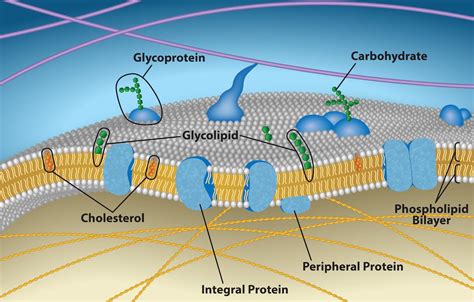 Plasma membrane, fluid mosaic model - MultiMedia