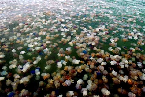 Jellyfish bloom - Imgur | Deep sea creatures, Wow image, Sea and ocean