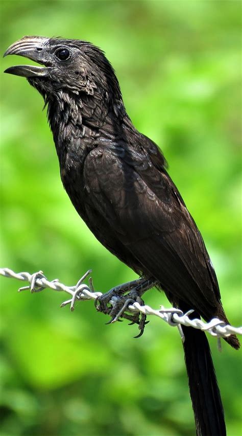 Picture of a groove billed ani. #birds #groove #billed #ani | Pretty birds, Love birds ...