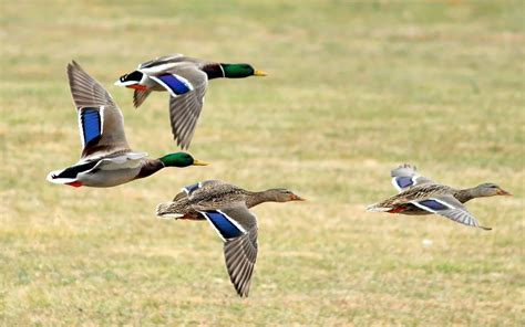 Mallard | Audubon Field Guide