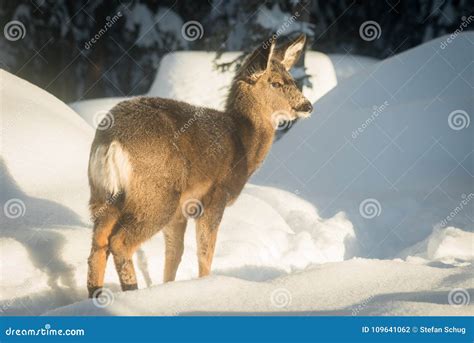 Mule Deer Fawn in Deep Snow Stock Photo - Image of antlerless, beautiful: 109641062