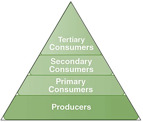 Ecological Pyramid - Definition, Types, Importance, Limitations - GeeksforGeeks