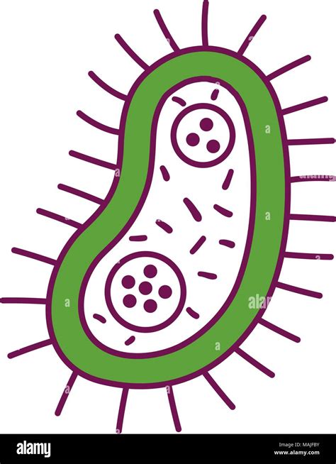 Unicellular Organisms Bacteria