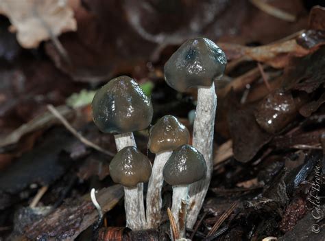 Psilocybe baeocystis: Identification, Potency, Trip Effects, & Dosage