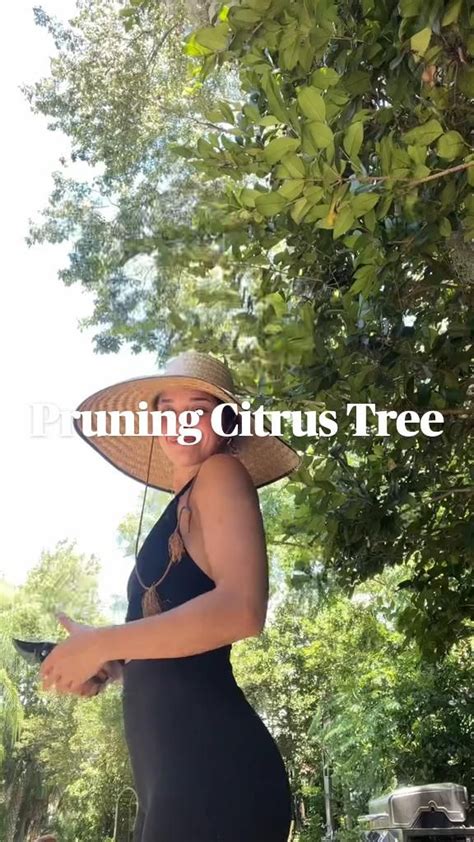 Pruning Citrus Tree | Orange Tree Care | Garden Tips | Citrus Tree Care ...