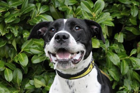 Archie - Dogs Trust Shelter Dogs, Rescue Dogs, Dogs Trust, Rehoming, Staffies, Staffordshire ...