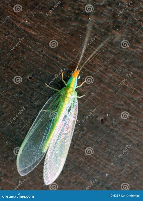 Green lacewings stock photo. Image of neuroptera, damselfly - 5357124