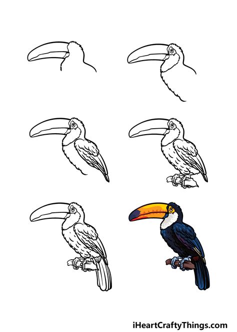 Toucan Drawing For Kids