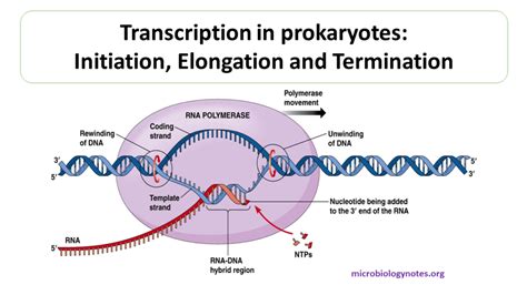 Transcription in prokaryotes: Initiation, Elongation and Termination ...