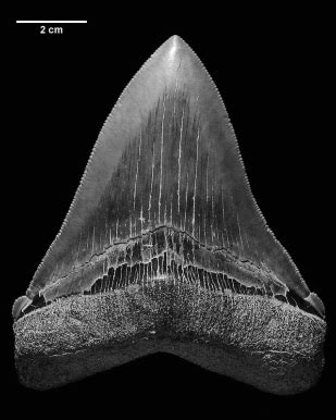 Formations and fossils - E Joe fossils