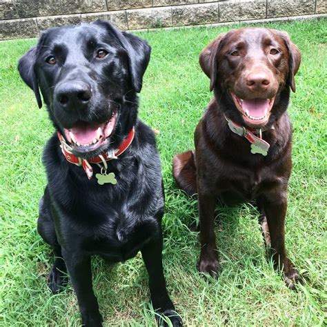 Labs. Black Labrador. Chocolate lab. Best friends. Lab love. | Black ...