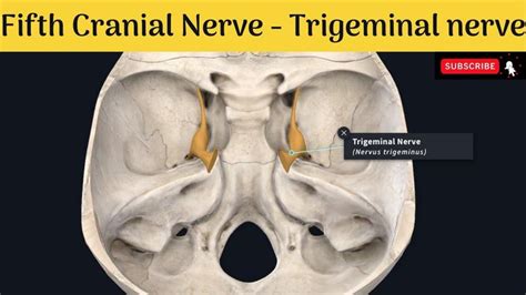 5th cranial nerve - Trigeminal nerve | Nucleus| Functional components| T... in 2020 | Cranial ...