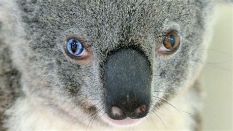 ‘Bowie' the koala's eyes intrigue Australian vets