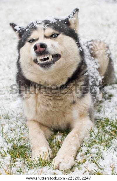 Angry Siberian Husky Dog Winter Portrait Stock Photo 2232052247 ...