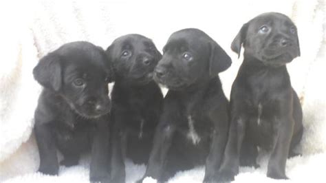 Black Lab/Shepherd Mix Puppies - 8 Weeks for Sale in Christiana ...