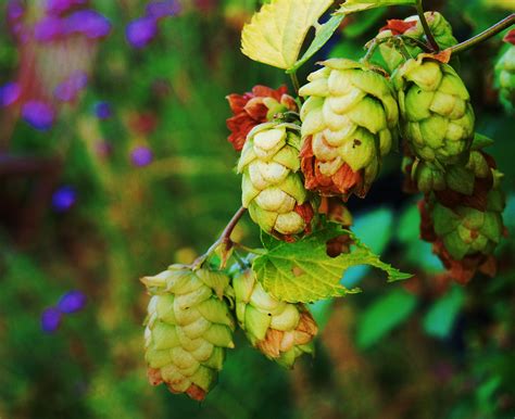 Get To Know Your Hops: Citra - Food Republic