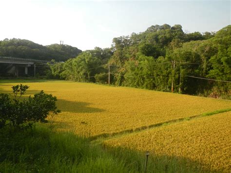 【里山台灣】城市與山林之間 田鱉米護淺山 | 環境資訊中心